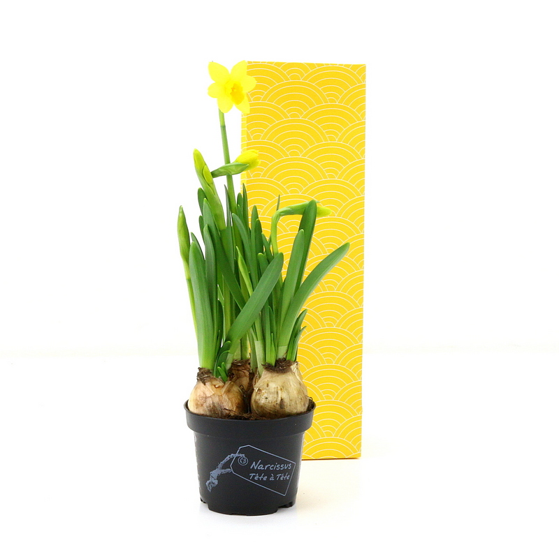 Lente Topper
